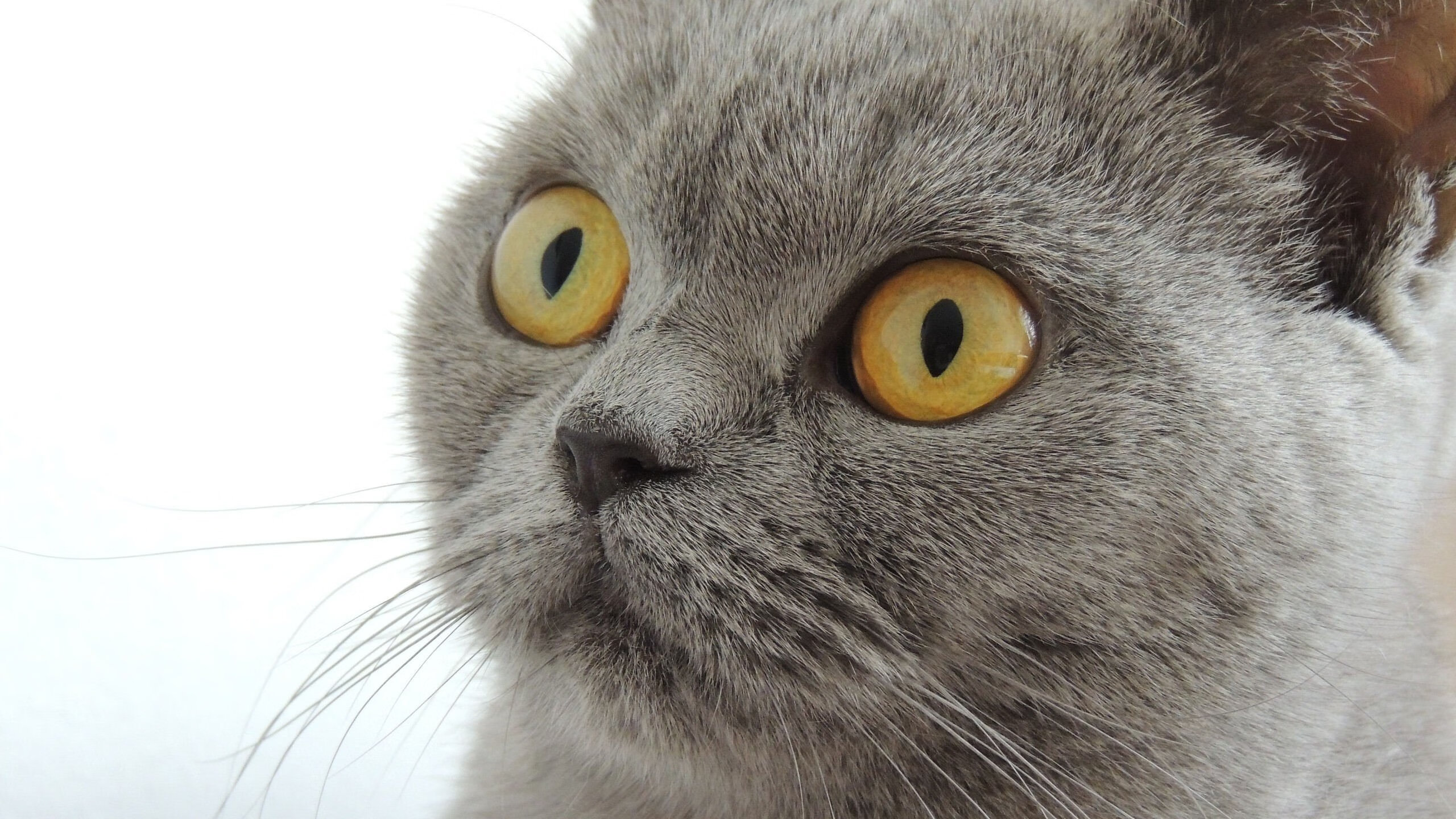 福登压制级表现主导战局，莱比锡红牛力克尤文图斯展现战术韧性